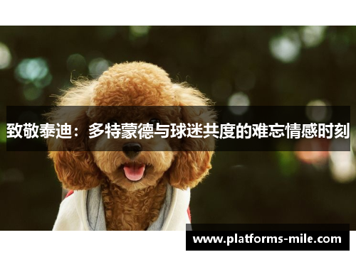 致敬泰迪：多特蒙德与球迷共度的难忘情感时刻